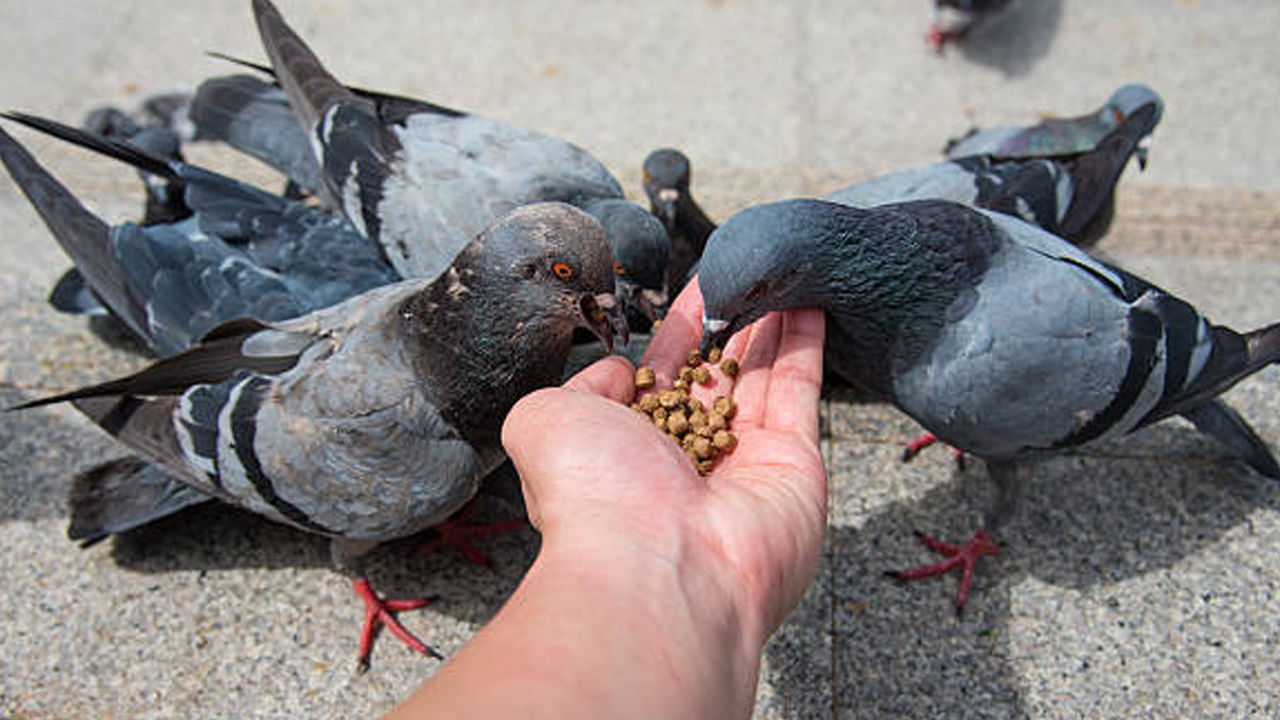 మత విశ్వాసం ప్రకారం పావురాలను శాంతికి చిహ్నంగా భావిస్తారు. కనుక పావురాలకు ధాన్యాన్ని ఆహారంగా పెట్టడం వలన  ఇంట్లో ఆనందం, శాంతి కొనసాగుతుంది. అంతేకాదు ఈ పరిష్కారాన్ని అవలంబించడం ద్వారా వైవాహిక జీవితం సంతోషంగా ఉంటుందని , జీవితంలోని సమస్యల నుంచి ఉపశమనం లభిస్తుందని చెబుతారు. 
