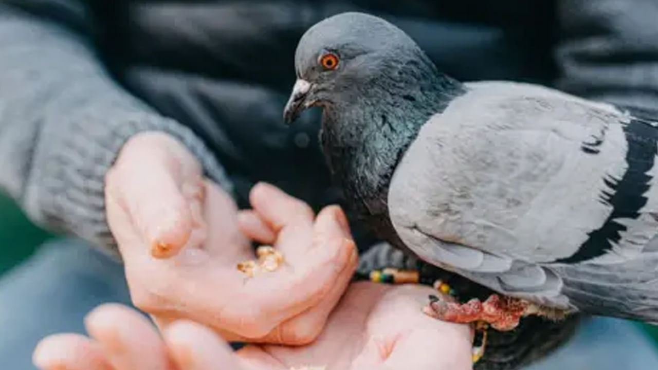 మత విశ్వాసాల ప్రకారం, పక్షులకు ఆహారం పెట్టడం ద్వారా, మన పూర్వీకులు కూడా సంతృప్తి చెందుతారు. ఇలా చేయడం ద్వారా, పితృ దోషాన్ని వదిలించుకోవడంతో పాటు, పూర్వీకులు కూడా ప్రశాంతంగా ఉంటారు.
