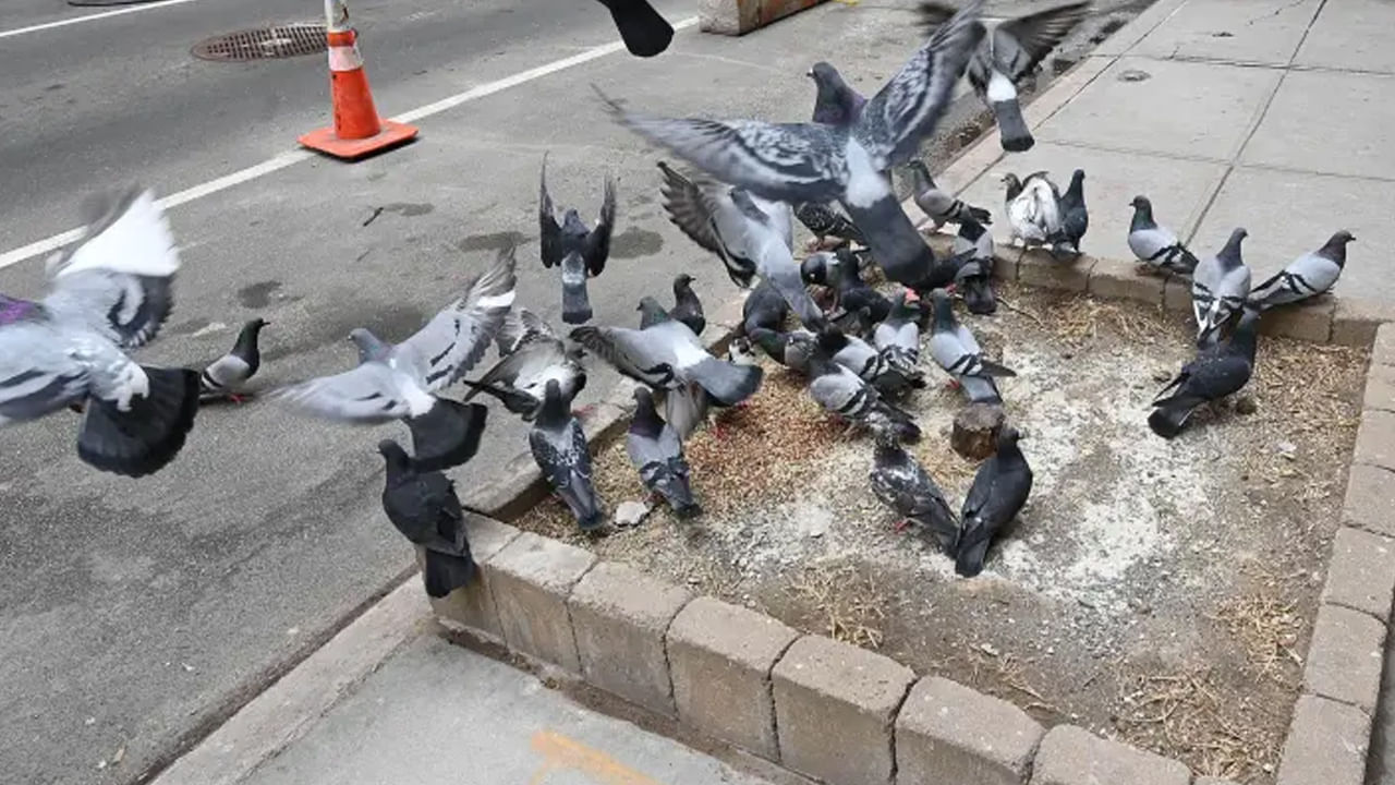 పక్షులకు ఆహారం, నీరు అందించడం పుణ్యకార్యం అని శాస్త్రాలలో చెప్పబడింది.  ఇంట్లోకి సానుకూల శక్తి వస్తుంది. పక్షులకు క్రమం తప్పకుండా ఆహారం పెట్టే వారి ఇంట్లో డబ్బుకు కొరత ఉండదని నమ్మకం. 