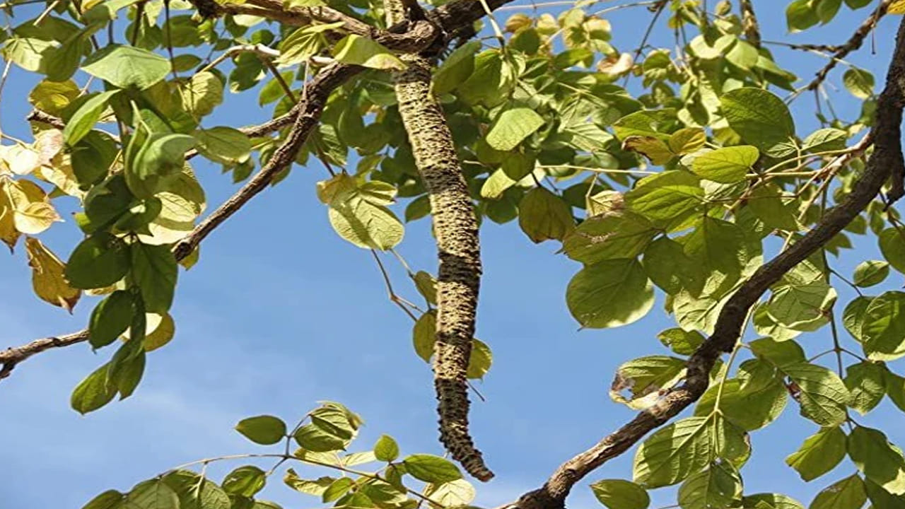 గరుడ వృక్షం: ఇది ఎత్తుగా పెరిగే ఒక చెట్టు. దీనిని ఇంటి చుట్టూ పెంచితే పాములను శాశ్వతంగా దూరంగా ఉంచవచ్చు. దీని పేరు సూచించినట్లుగా, ఇది పాముల నుండి రక్షణ కల్పిస్తుంది. దీని ఉనికి పాములు రాకుండా నిరోధిస్తుంది. దీని వేర్లు ఇంటి తలుపుకు కట్టి ఉంటే కూడా చాలా మంచిదని నిపుణులు చెబుతున్నారు. 