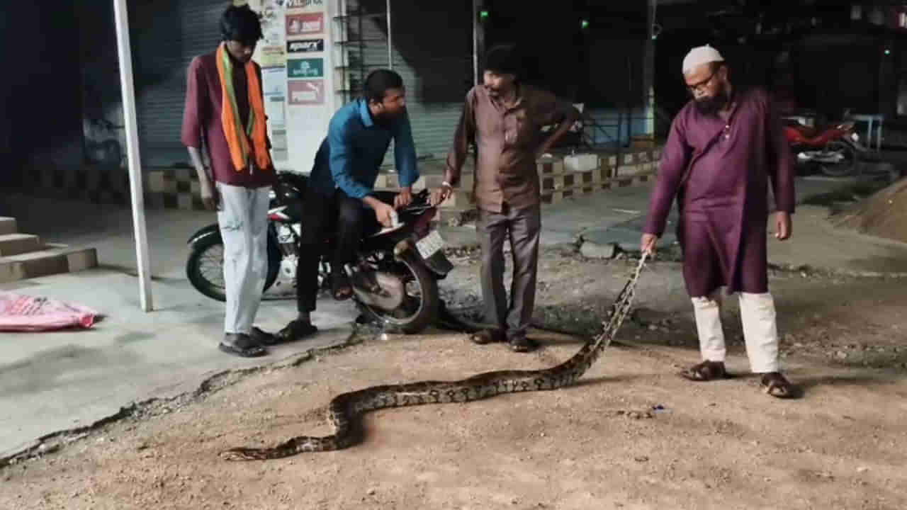 ఏయ్.. అలా ఎలా పట్టేశావ్.. రోడ్డుపై ప్రత్యక్షమైన భారీ పైథాన్.. ఆ తర్వాత జరిగిందిదే..