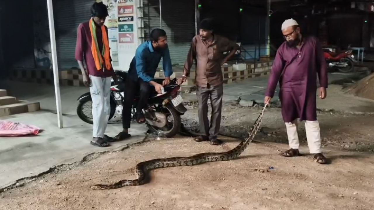 ఏయ్.. అలా ఎలా పట్టేశావ్.. రోడ్డుపై ప్రత్యక్షమైన భారీ పైథాన్.. ఆ తర్వాత జరిగిందిదే..