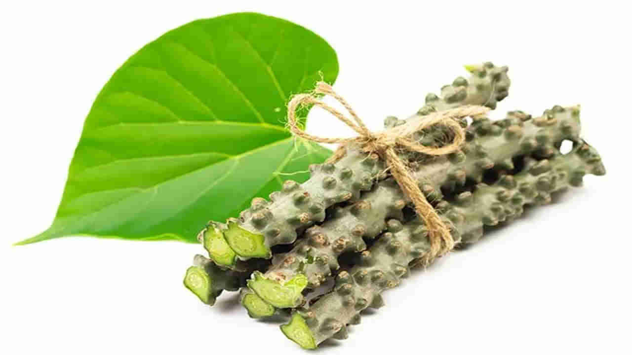 తిప్పతీగ అంటే తమాషాకాదు.. అమరత్వాన్ని ఇచ్చేది..! ఆరోగ్య ప్రయోజనాలు తెలిస్తే అస్సలు విడిచిపెట్టరు..