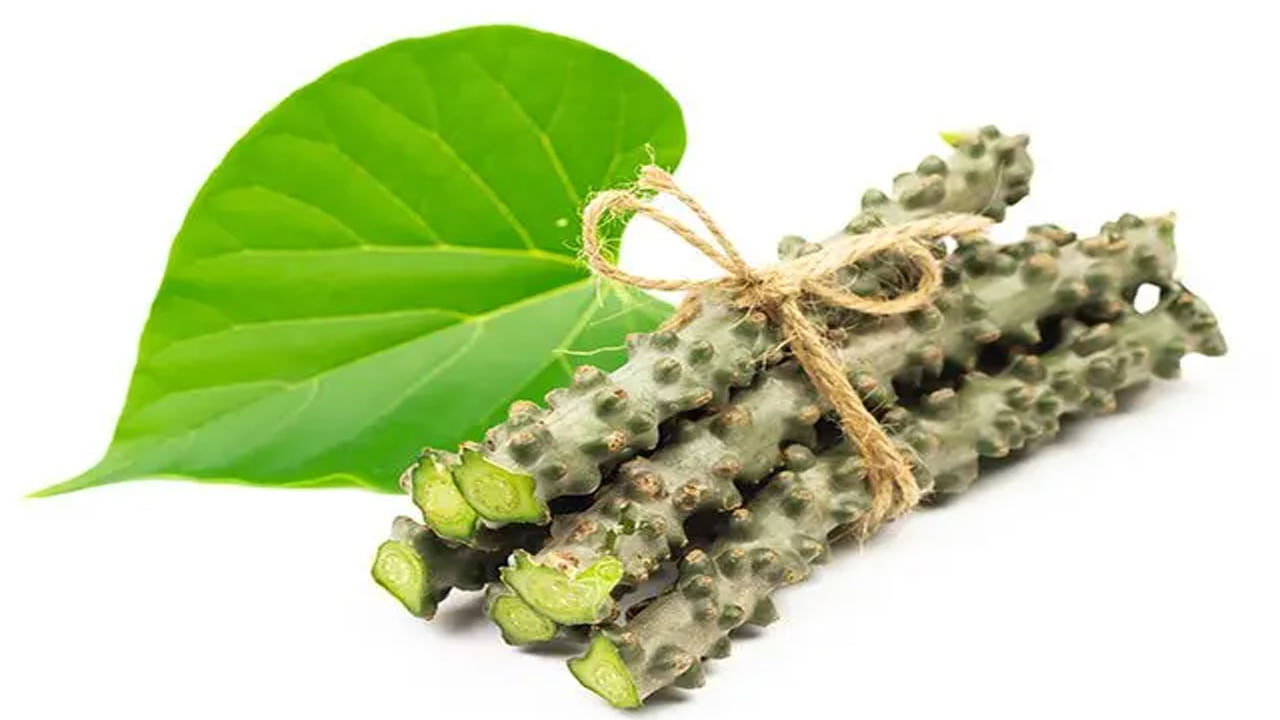 తిప్పతీగ అంటే తమాషాకాదు.. అమరత్వాన్ని ఇచ్చేది..! ఆరోగ్య ప్రయోజనాలు తెలిస్తే అస్సలు విడిచిపెట్టరు..