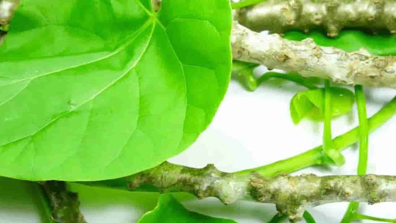 తమాషా కాదండోయ్... ఈ తీగ మన ఆరోగ్యానికి అమృతవల్లి.. కనిపిస్తే విడిచిపెట్టకండి.. ఎందుకంటే..?