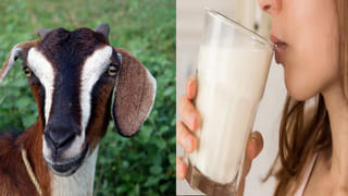 రికార్డులన్నీ బ్రేక్.. దేశ, విదేశాల్లో జోరుగా గణేష్‌ లడ్డూ వేలం.. ఇప్పటిక వరకు అత్యధికంగా..