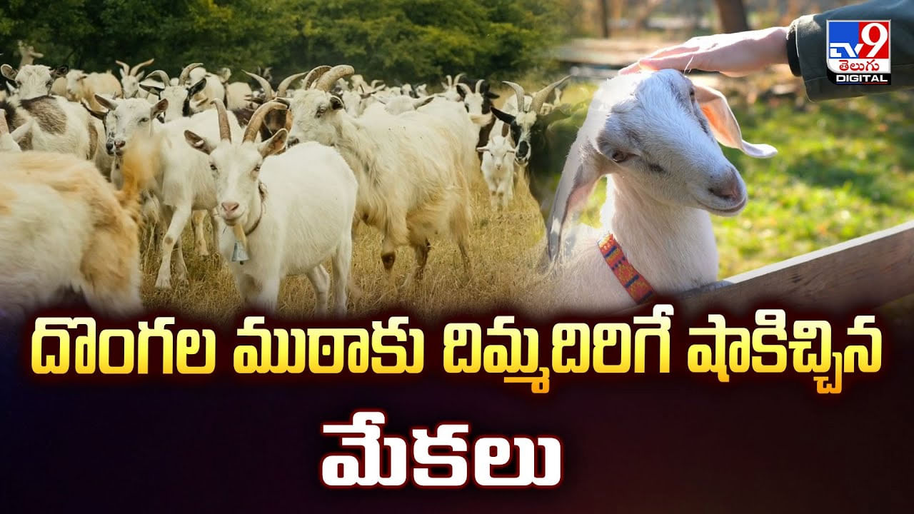 దొంగల ముఠాకు దిమ్మదిరిగే షాకిచ్చిన మేకలు
