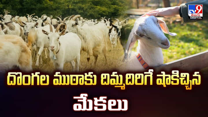 దొంగల ముఠాకు దిమ్మదిరిగే షాకిచ్చిన మేకలు దొంగల ముఠాకు దిమ్మదిరిగే షాకిచ్చిన మేకలు