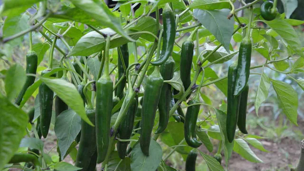 Green Chillies