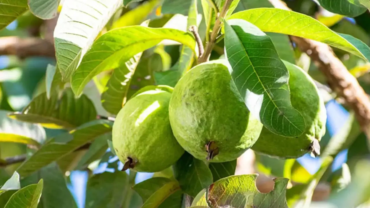 జామలో ఫైబర్ అధికంగా ఉంటుంది. ఇది జీర్ణక్రియను మెరుగుపరచడంలో సహాయపడుతుంది. ఇది మలబద్ధకం నుంచి కూడా ఉపశమనం కలిగించి ప్రేగులను శుభ్రపరచడంలో సహాయపడుతుంది.