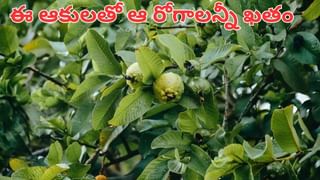 Vegetables Vs Fridge: ఈ కూరగాయలు ఫ్రిజ్‌లో ఉంచితే.. కోరి రోగాలను కొని తెచ్చుకున్నట్లే!