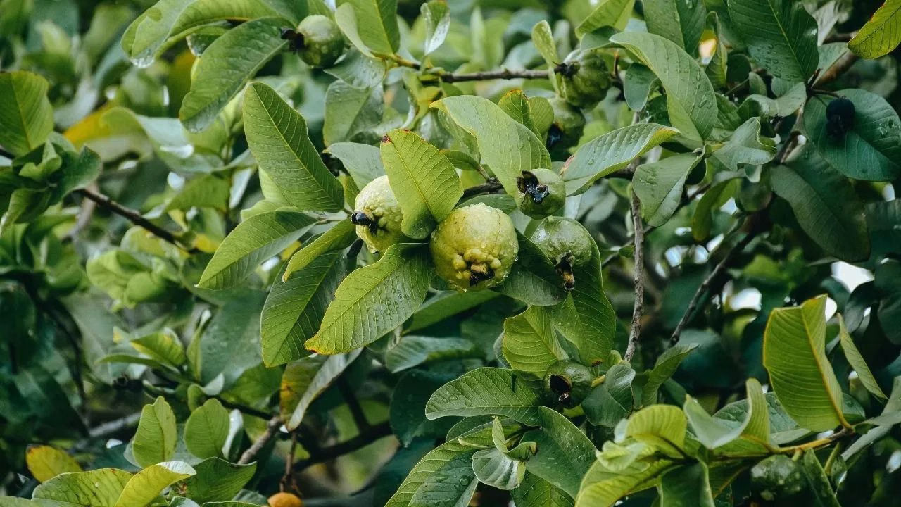 జీర్ణక్రియకు: మారుతున్న జీవనశైలి సరైన ఆహారం తీసుకోకపోవడం వల్ల చాలామంది జీర్ణ సమస్యలతో బాధపడుతున్నారు. అలాంటి వారికి జామ ఆకులు ఒక మంచి పరిష్కారం. ప్రతిరోజూ ఉదయం ఖాళీ కడుపుతో జామ ఆకులను నమిలితే జీర్ణక్రియ మెరుగుపడి కడుపు సమస్యలు తగ్గుతాయి.