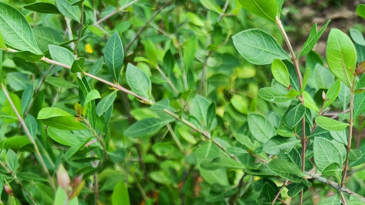 
కొంతమంది మొక్కలను పెంచుకోవడం అంటే ఇష్టం. దీంతో ఇంటిని ఆకర్షణీయంగా, అందంగా కనిపించేలా చేయడానికి రకాల చెట్లు, మొక్కలను పెంచుకుంటారు. ఇంట్లో మొక్కలను పెంచడం వలన పర్యావరణం స్వచ్ఛంగా, సానుకూలంగా ఉంటుంది. అయితే ఇంట్లో పెంచుకునే చెట్లు, మొక్కల విషయంలో కూడా వాస్తు శాస్త్రాన్ని అనుసరించాలి.  మొక్కల పెంచే విషయంలో తెలిసి లేదా తెలియకుండా వాస్తుని నిర్లక్షం చేస్తే అనేక సమస్యలకు దారితీస్తుంది. అటువంటి మొక్కలో గోరింటాకు మొక్క ఒకటి. వాస్తు శాస్త్రం ప్రకారం ఈ మొక్కని ఇంట్లో పెంచుకోవాలా వద్దా అనేది తెలుసుకుందాం.. 
