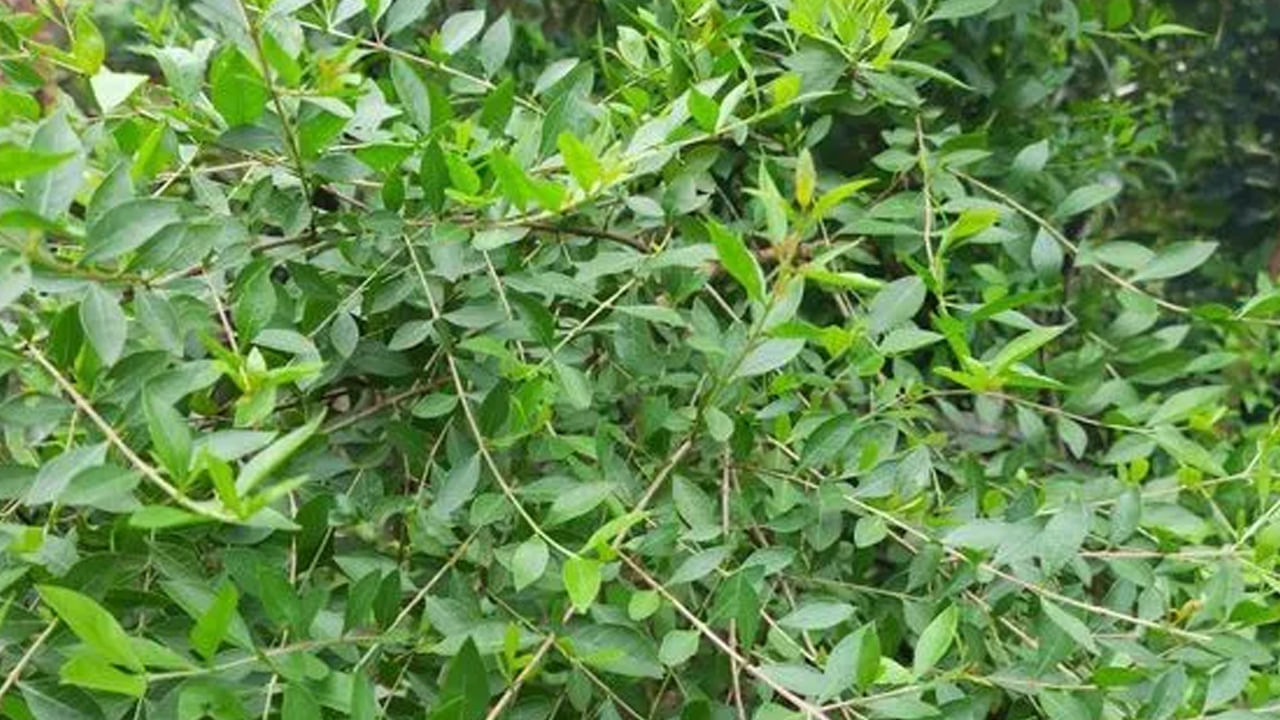 గోరింటాకుని ఉపయోగించడం చాలా పవిత్రమైనదిగా పరిగణించబడుతుంది. మహిళలు తరచుగా ఆషాడ మాసం, అట్ల తద్ది వంటి పండగలలో మాత్రమే కాదు ఏ చిన్న సందర్భం వచ్చినా గోరింటాకు పెట్టుకోవడానికి ఇష్టపడతారు. గోరింటాకు అనేది మహిళల అలంకారంలో ఒక ముఖ్యమైన భాగం. అయితే గోరింటాకును ఎంత శుభప్రదంగా భావిస్తారో.. గోరింటాకు మొక్కను ఇంటిలో పెంచుకోవడం అంత అశుభకరం అని మీకు తెలుసా.. 