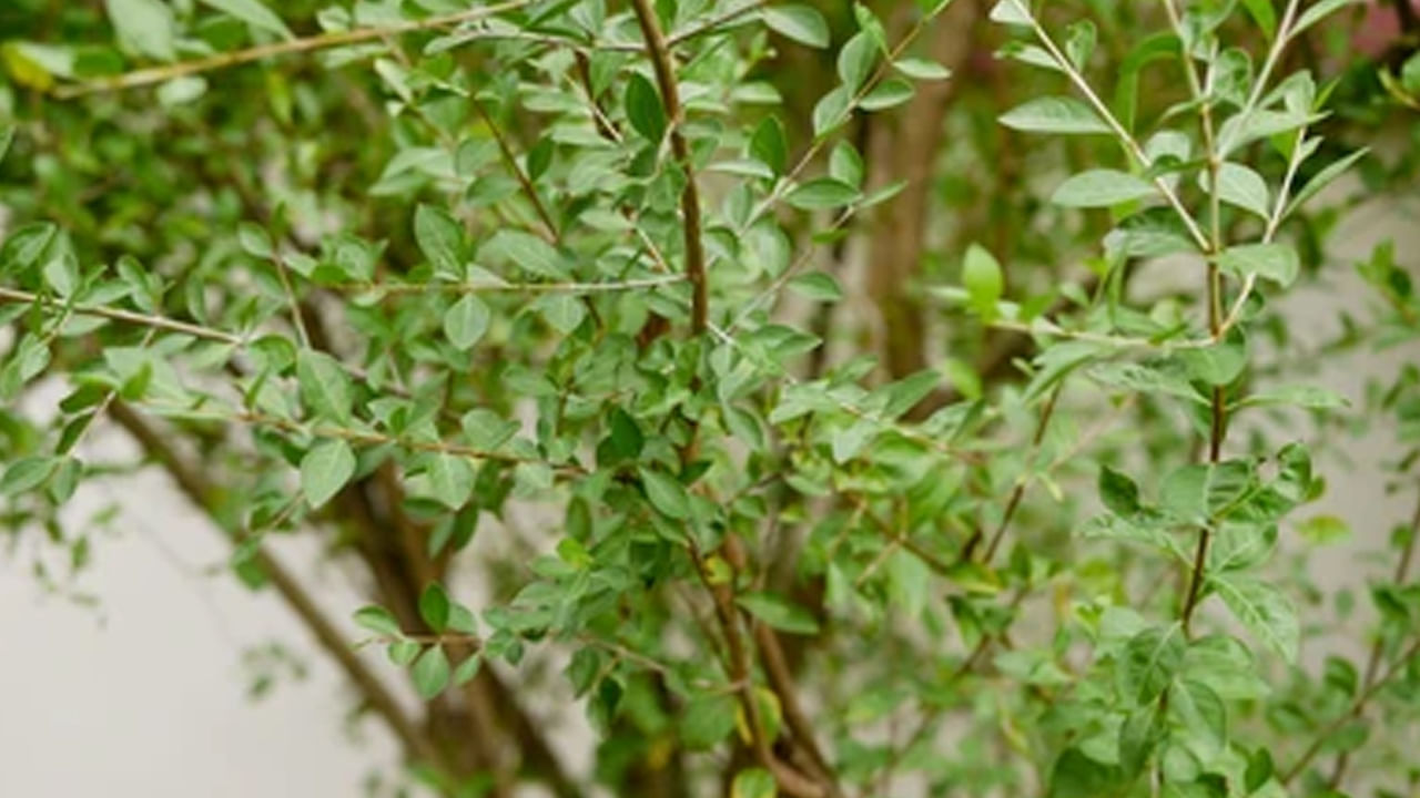 
వాస్తు శాస్త్రం ప్రకారం ఇంట్లో గోరింట చెట్టును పెంచుకోవడం చాలా అశుభకరం. దీని సువాసన అందరినీ ఆకర్షిస్తుంది. గోరింట మొక్కలో, దానిని ఎక్కడ నాటినా అక్కడ ప్రతికూల శక్తులు నివసిస్తాయని నమ్ముతారు. కనుక గోరింటాకు మొక్క ఇంటి ఆవరణలో ఉంటే.. అప్పుడు ఇంటి ఆనందం, శాంతిపై దుష్ప్రభావాన్ని చూపుతుంది. కనుక గోరింట మొక్కను ఇంట్లో ఎప్పుడూ నాటకూడదు.
