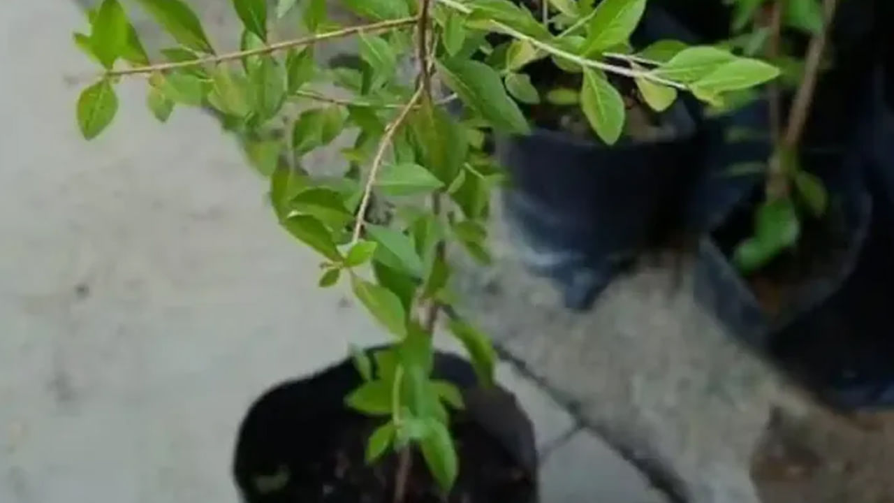 
ఇంట్లో గోరింట చెట్టు నాటడం వల్ల.. ఆ ఇంట్లో నివసించే వ్యక్తులు ఎల్లప్పుడూ ఆరోగ్య సమస్యలను ఎదుర్కొంటారు. ఇంట్లోని ప్రతి సభ్యుడు ఒక్కొక్కరుగా తరచుగా అనారోగ్యానికి గురవుతారు. కనుక ఇంట్లో గోరింట చెట్టును ఎప్పుడూ నాటకూడదు.