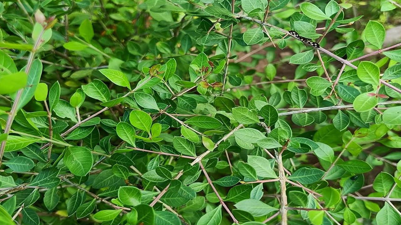 
పొరపాటున ఇంట్లో గోరింటాకు మొక్కను పెంచుకుంటే.. దీని కారణంగా ఆ ఇంట్లో కుటుంబ సభ్యుల మధ్య ఎల్లప్పుడూ విభేదాలు తలెత్తుతాయి. ఆ ఇంట్లో నివసించే వ్యక్తుల మానసిక ప్రశాంతతపై కూడా ప్రభావం చూపుతుంది. ఎప్పుడూ మానసిక సమస్యలతో ఇబ్బంది పడుతూ ఉంటారు. 