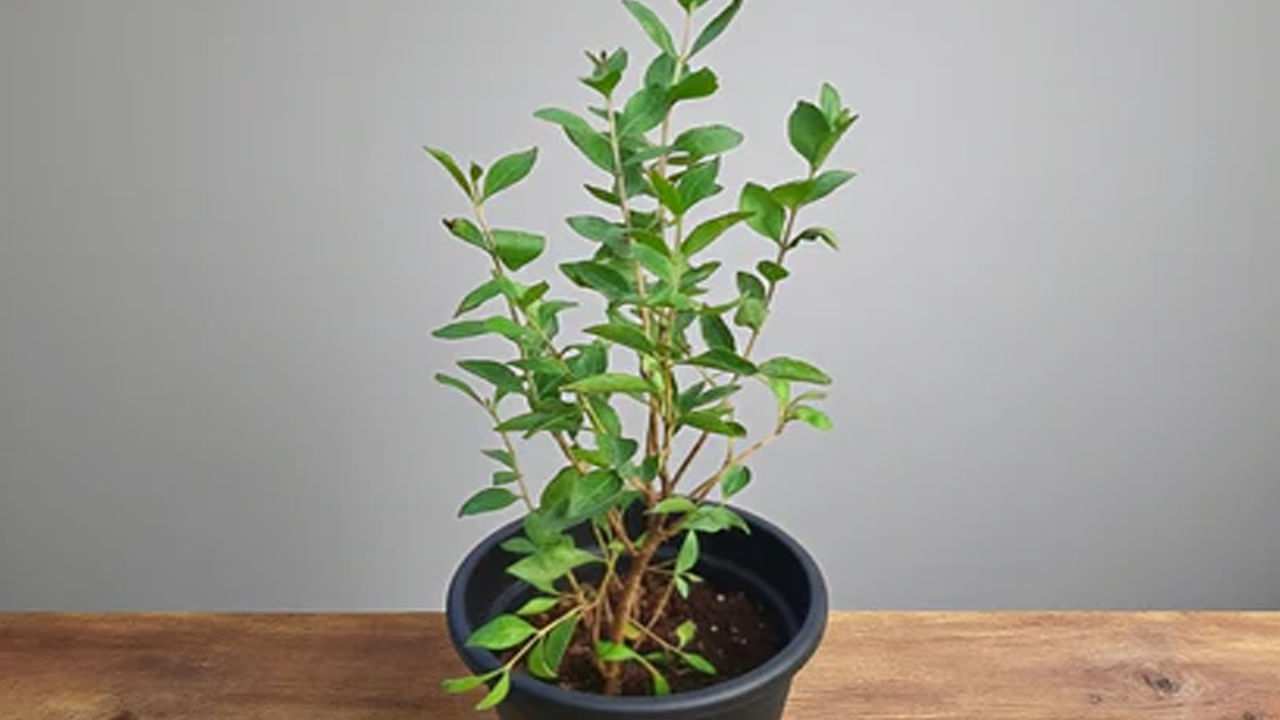  
గోరింట చెట్టు నాటడం వల్ల  ఆ ఇంటి సభ్యులు ఏ  పని మొదలు పెట్టినా ఆ పనిలో అడ్డంకులు ఏర్పడతాయి. అంతేకాదు జీవితంలో పురోగతి కూడా ఆగిపోతుంది. 
