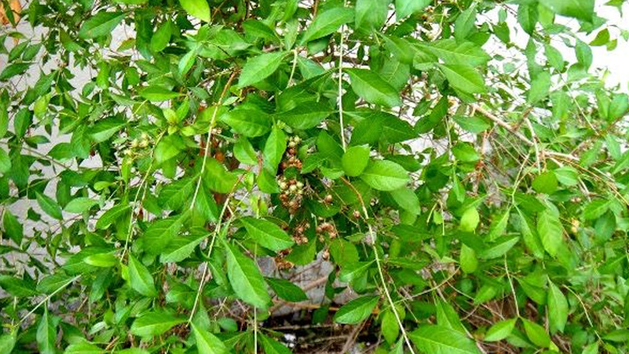 గోరింటాకు చెట్టు ఉంటే ఆ ఇంట్లో నివసించే వారు ఎప్పటికీ సంతోషంగా ఉండలేరు.  కనుక ఇంట్లో గోరింట చెట్టు ఉంటే.. దానిని ఈరోజే తొలగించండి. అయితే ఇంటి ఆవరణ కి దూరంగా అంటే ఇంటి గోడ బయట మాత్రం గోరింటాకు మొక్కను పెంచుకోవచ్చు. 