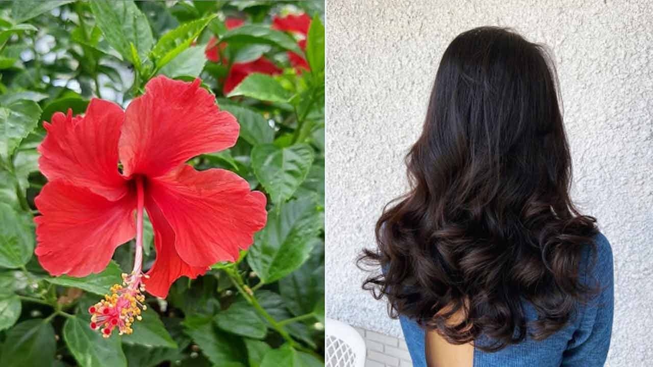 మందారంతో జుట్టును నల్లగా చేయడం ఎలాగంటే...
- మందార పువ్వు చూడటానికి అందంగా ఉంటుంది. జుట్టు, చర్మం, మొత్తం ఆరోగ్యానికి కూడా ఉపయోగపడుతుంది. ఇందులో విటమిన్లు, ఖనిజాలు, యాంటీఆక్సిడెంట్లు వంటి అనేక రకాల పోషకాలు ఉంటాయి. ఇవి జుట్టును సహజంగా నల్లగా చేస్తాయి. ఇది వాటిని మెరిసేలా చేస్తుంది. తగినంత పోషణను అందిస్తుంది.