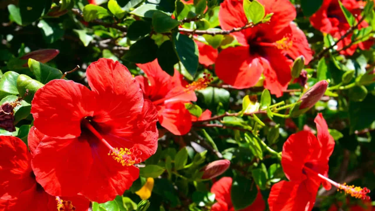 Hibiscus