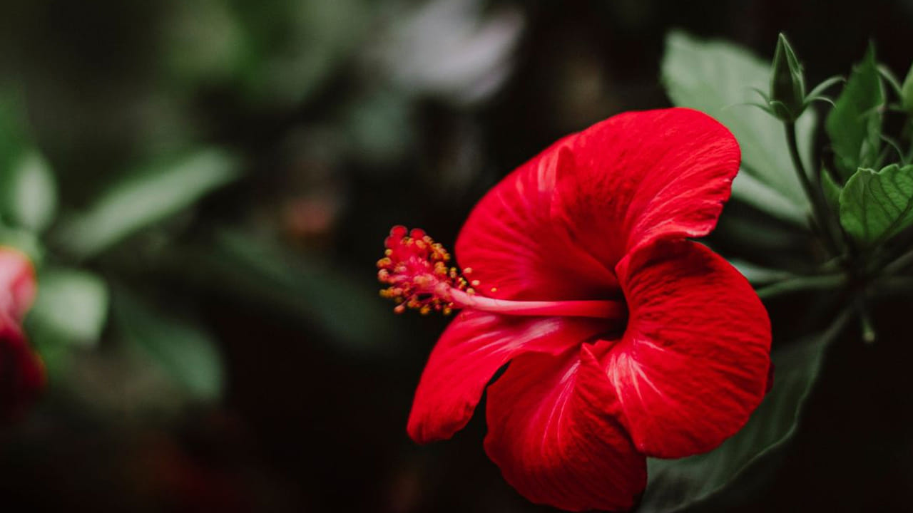 వాస్తు శాస్త్రంలో, అనేక రకాల పువ్వులను ఇంట్లో ఉంచుకోవడం మంచిదని పేర్కొంది. ఈ ఒక్క పువ్వుకు ప్రత్యేక ప్రాముఖ్యత ఉంది. అయితే వాస్తు శాస్త్రం ప్రకారం మందారం పువ్వు ఇంట్లో ఆనందాన్ని తెస్తుంది.  