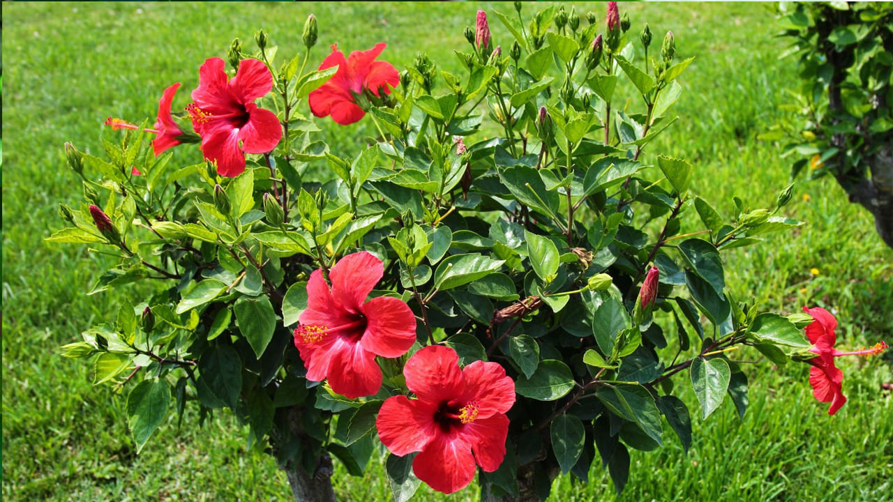 దీనితో పాటు సూర్య భగవానుడి పూజలో కూడా ఎర్ర మందారాన్ని ఉపయోగిస్తారు.  ఇంట్లో సమస్యలను పరిష్కరించడానికి రాగి పాత్రలో నీటిలో మందార పువ్వు వేసి ఆ నీటితో సూర్యుడికి అర్ఘ్యం సమర్పించడం ఫలవంతం.  