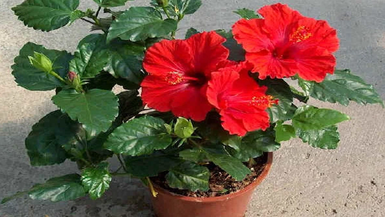 మరోవైపు సనాతన ధర్మం విశ్వాసాల ఆధారంగా మంగళవారం బజరంగబలికి మందార పువ్వును సమర్పించడం మంచిదని భావిస్తారు. మంగళ దోషాన్ని తొలగిస్తుంది. 