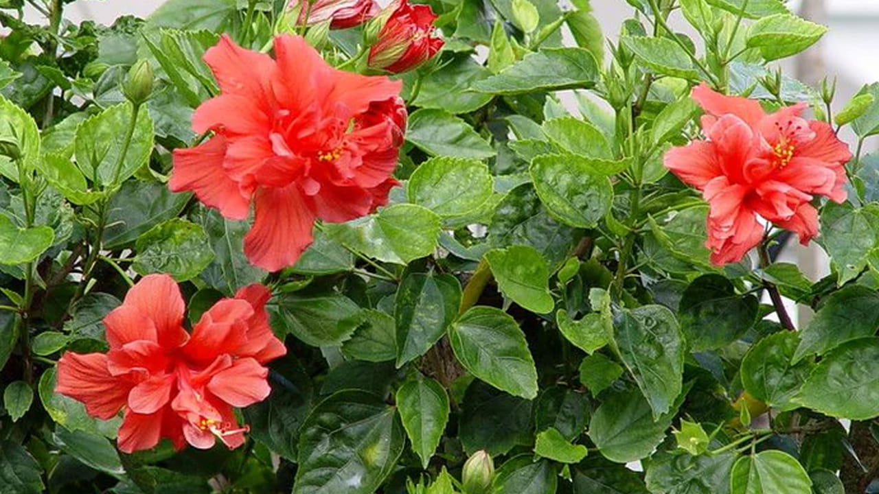 ఈ  పువ్వు లక్ష్మీ దేవికి చాలా ప్రియమైనది. కనుక వాస్తు శాస్త్రం ప్రకారం మందార మొక్కను ఇంటికి ఉత్తరం లేదా తూర్పు దిశలో నాటాలి. ఈ రెండు దిశలు ఈ మొక్కకు మంచివిగా భావిస్తారు. ఈ పువ్వును కిటికీ దగ్గర నాటితే తగినంత సూర్యకాంతి లభిస్తుంది. అలాగే  మొక్క ఎండిపోకుండా ఎల్లప్పుడూ నీరు అందించాలి. ఈ మొక్కను ఇంట్లో పెంచుకుంటే ఆ ఇంట్లో ఉన్నవారిపై ఎల్లప్పుడూ లక్ష్మీ దేవి ఆశీస్సులు ఉంటాయి.
