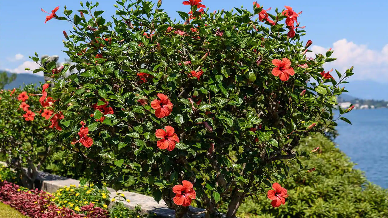 మందార పువ్వు చాలా మంది ఇళ్ళలో తప్పనిసరిగా ఉంటుంది. ముఖ్యంగా నేటికీ గ్రామాల్లోని ప్రతి ఇంట్లో రకరకాల మందార పువ్వుల మొక్కలు కనిపిస్తూనే ఉంటాయి. మందార పువ్వులు సంపదకు దేవత అయిన లక్ష్మీ దేవికి ప్రీతికరమైనవని నమ్ముతారు . కనుక వాస్తు ప్రకారం ఈ మొక్కను ఒక నిర్దిష్ట దిశలో నాటితే అది ఇంట్లోని సమస్యలను పరిష్కరిస్తుందని పేర్కొంది. 
