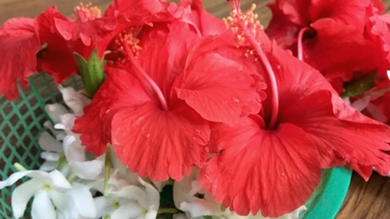 వాస్తు శాస్త్రంలో ఇంటి శ్రేయస్సుకు మందార పువ్వు  చిహ్నంగా పేర్కొంది. మందార పువ్వులు అనేక రంగుల్లో ఉంటాయి. అయితే ఎరుపు రంగు మందారం పువ్వుకి విశేష స్థానం ఉంది. నమ్మకం ప్రకారం ఈ పువ్వును లక్ష్మీదేవి, కాళి మాత,  గణేశుడికి ఇష్టమైన పువ్వు. కనుక ఈ పువ్వుతో పూజకు విశేష స్థానం ఉంది. మందార పువ్వుని దైవంగా భావిస్తారు. అలాగే ఇంట్లో సానుకూలతను తీసుకురావడానికి వాస్తు శాస్త్రంలో మందార పువ్వు మొక్కను నాటడం సిఫార్సు చేయబడింది. 
