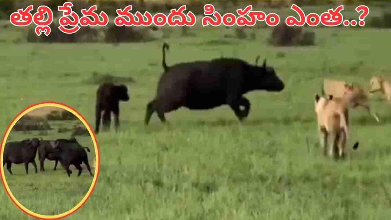 Viral Video: వారెవ్వా.. తల్లి ప్రేమ అంటే ఇదీ.. బిడ్డ కోసం ఏకంగా సింహాలతోనే పోరాటం.. చివరకు..