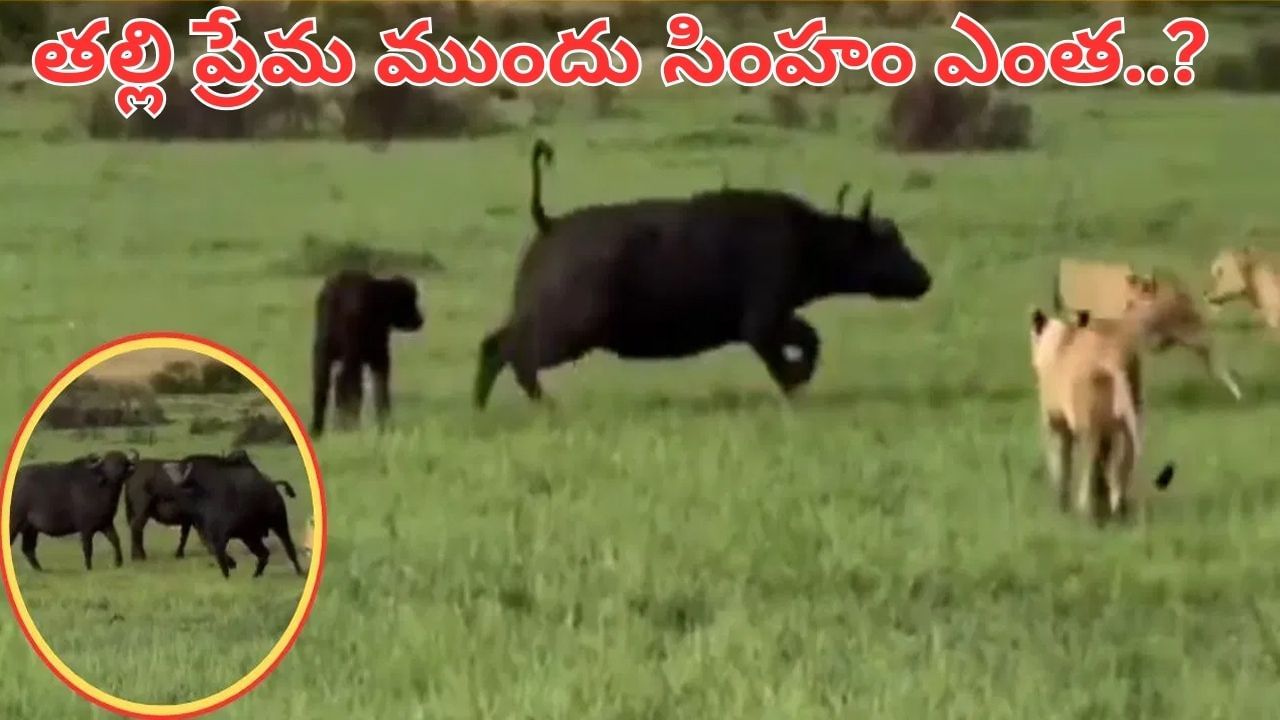 Viral Video: వారెవ్వా.. తల్లి ప్రేమ అంటే ఇదీ.. బిడ్డ కోసం ఏకంగా సింహాలతోనే పోరాటం.. చివరకు..