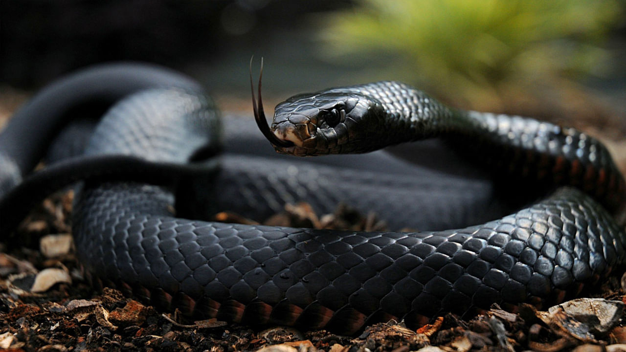 మీ ఇంట్లోకి పాములను ఆకర్షించే వస్తువులు ఇవే.. వెంటనే పడేయండి!