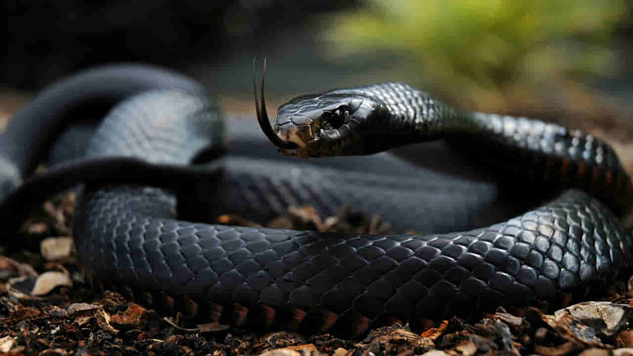 మీ ఇంట్లోకి పాములను ఆకర్షించే వస్తువులు ఇవే.. వెంటనే పడేయండి!