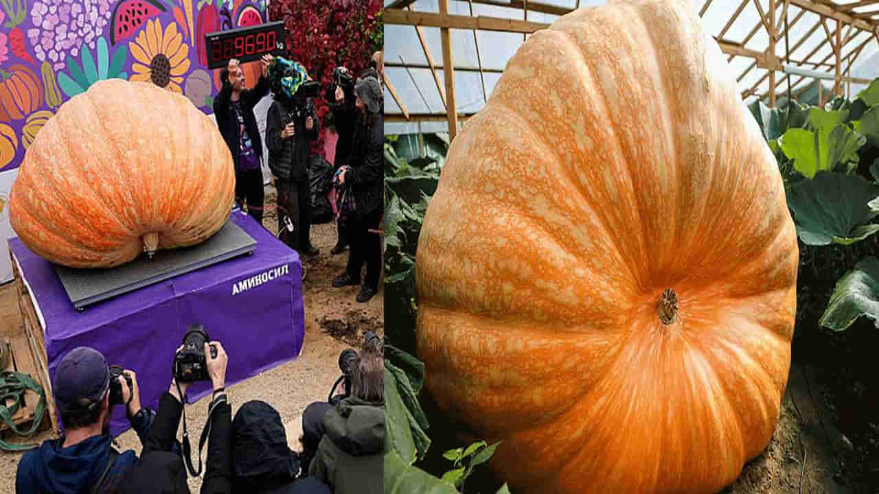 Giant Pumpkin: భారీ గుమ్మడి కాయని పండించిన రష్యన్ రైతు.. బరువు తెలిస్తే షాక్..