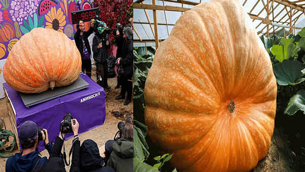 Giant Pumpkin: భారీ గుమ్మడి కాయని పండించిన రష్యన్ రైతు.. బరువు తెలిస్తే షాక్..