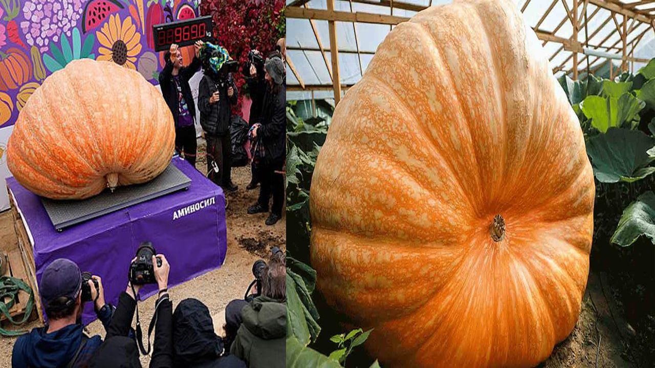 Giant Pumpkin: భారీ గుమ్మడి కాయని పండించిన రష్యన్ రైతు.. బరువు తెలిస్తే షాక్..