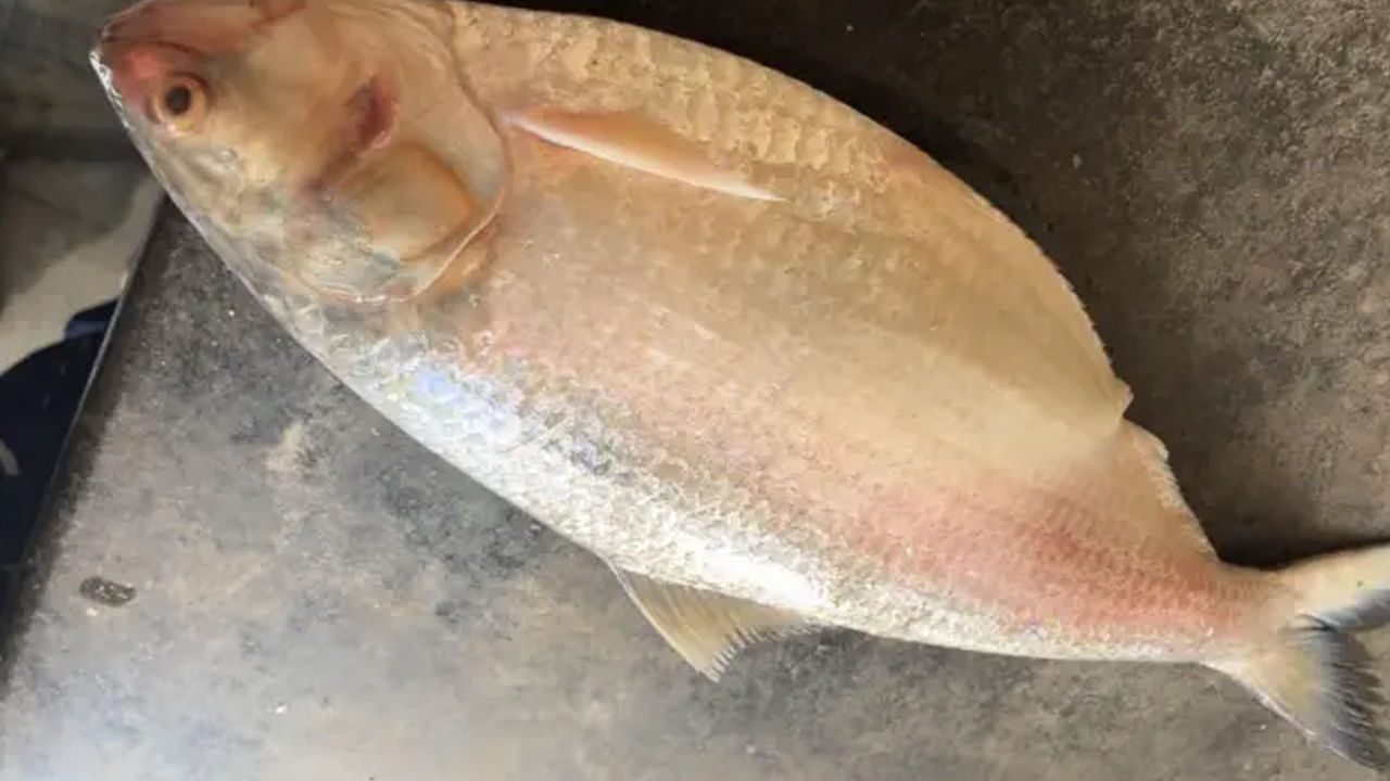 Andhra: ఇదేం కర్మరా సామి.. ఇలసలు కూడా వేలంలో దక్కించుకోవాల్సి వస్తుంది..!