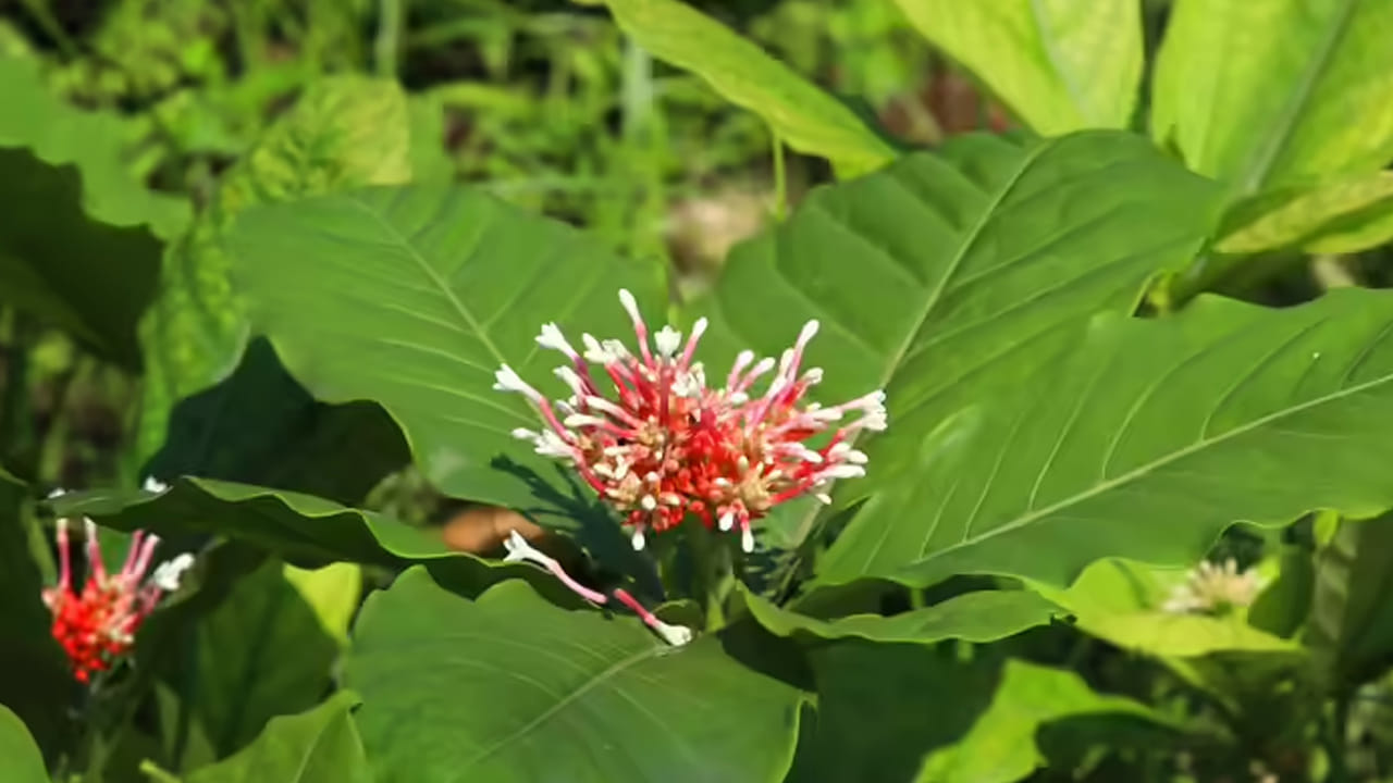 పామురూట్: పామురూట్ దీనినే సర్పంద అని కూడా అంటారు. ఇది ఒక ఔషధ మొక్క. సర్పగంధ మొక్క వాసన చాలా వింతగా ఉంటుంది. దీని వేర్లు పసుపు లేదా గోధుమ రంగులో ఉంటాయి. ఆకులు ప్రకాశవంతమైన ఆకుపచ్చ రంగులో ఉంటాయి. పాములు దీని వాసనను ఇష్టపడవు. అందుకే, ఈ మొక్కను ఇంటి దగ్గర నాటితే పాములు పారిపోతాయని అంటారు.