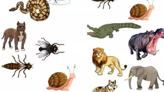 ఇది పక్షికాదు బకాసురుడు.. పొట్ట పిడికెడు.. ఆకలి ఘనం..