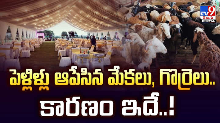 పెళ్లిళ్లు ఆపేసిన మేకలు, గొర్రెలు.. కారణం ఇదే పెళ్లిళ్లు ఆపేసిన మేకలు, గొర్రెలు.. కారణం ఇదే
