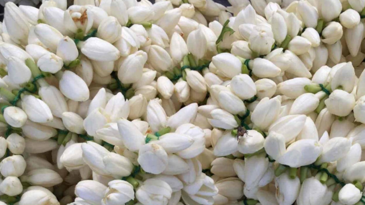 మల్లెపూలు చెట్లు ప్రతి ఒక్కరి ఇంట్లో ఉంటుంది.ఎందుకంటే మహిళలు ఎక్కువగా ఇష్టపడే పూలలో ఇవే ముందుంటాయి. ఇక ఏ చిన్న ఫంక్షన్ జరిగినా సరే మల్లెపూలు ఉండాల్సిందే. అయితే చాలా మంది వీటిని కేవలం అలంకరణకు మాత్రమే ఉపయోగిస్తారని అనుకుంటారు. కానీ మల్లెపూలతో చాలా ప్రయోజనాలు ఉన్నాయంట.