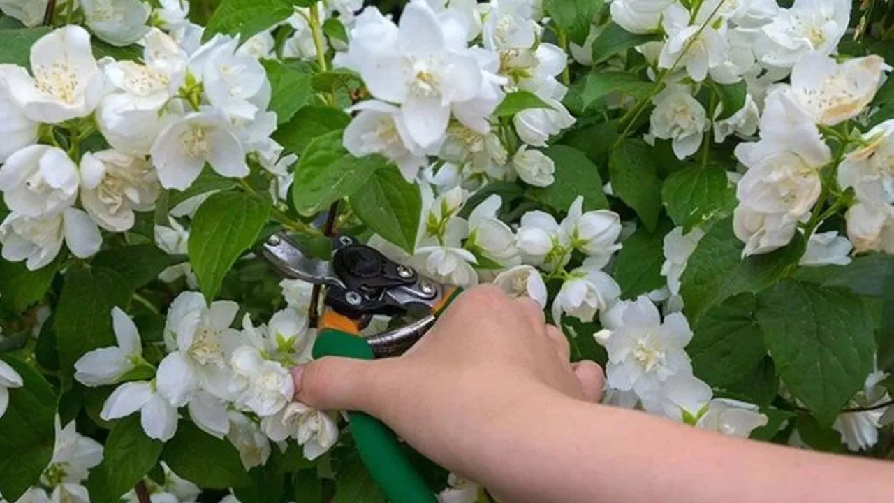 మల్లెపూల నీటిని ముఖానికి అప్లై చేయడం వలన ఇందులో ఉండే పోషకాలు చర్మాన్ని కాంతివంతంగా మార్చడమే కాకుండా, స్మూత్గా చేస్తుందంట. అలాగే చర్మ రంగును కూడా మార్చుతుందంట. అందువలన డల్ స్కిన్ తో బాధపడే వారు ప్రతి రోజూ ముఖానికి జాన్మిన్ వాటర్ అప్లై చేయడం చాలా మంచిదంటున్నారు నిపుణులు.