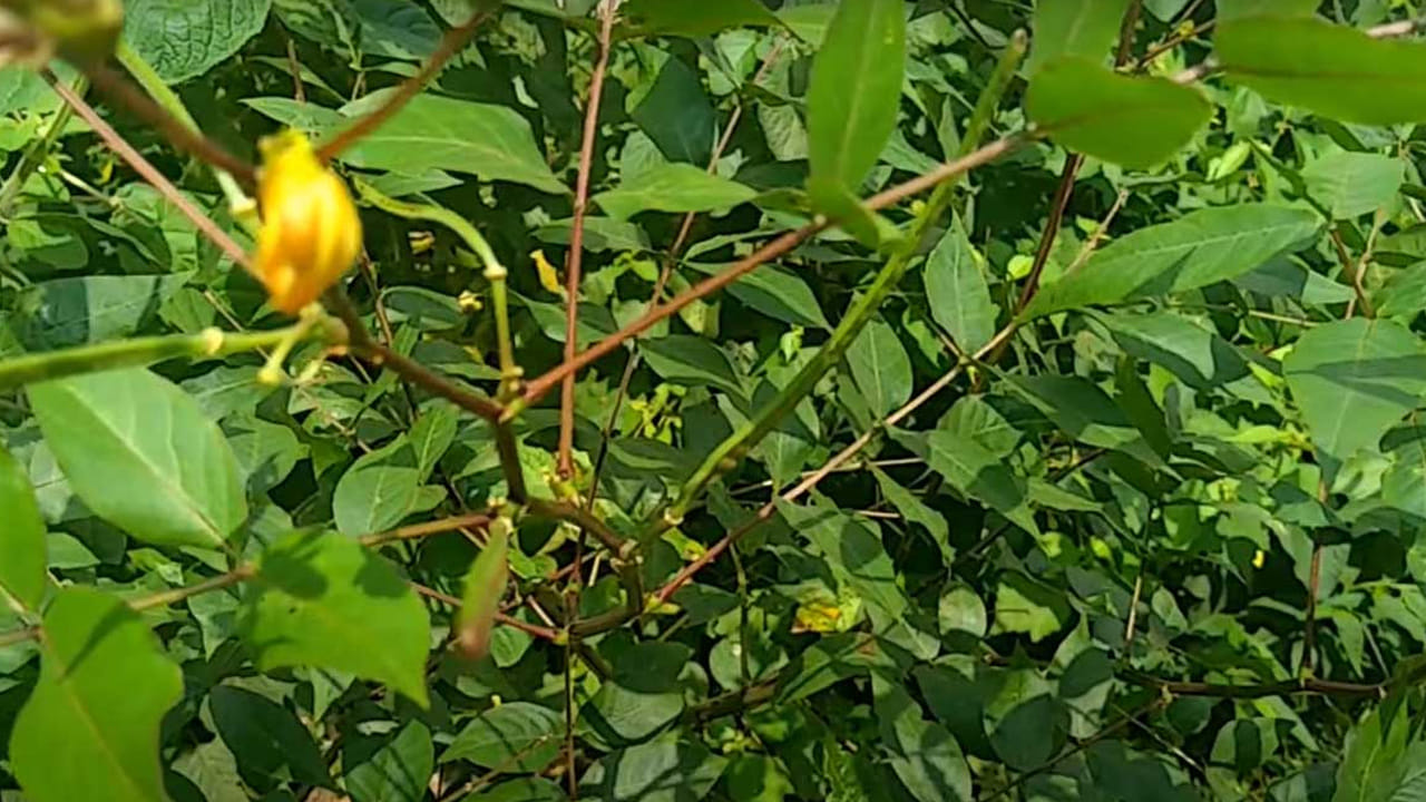 చిన్న చెన్నంగిని ఉపయోగించి కడుపులో ఉండే వ్యర్థాలను బయటకు పంపించవచ్చని ఆయుర్వేద నిపుణులు చెబుతున్నారు. కసివింద చెట్టు రసం చేదుగా ఉండి వేడిని కలిగిస్తుంది. దీనిలోని గుణాలు వాతాన్ని, విషాన్ని హరించే శక్తి ఈ కసివింద చెట్టుకు ఉంది. గాయాలను, వ్రణాలను, చర్మ రోగాలను నయం చేయడంలో ఈ మొక్క ఎంతగానో ఉపయోగపడుతుంది.