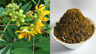 Pottikkalu: కోనసీమ స్పెషల్ ఇడ్లీ పొట్టిక్కలు రుచికి రుచి.. ఆరోగ్యం.. రెసిపీ మీ కోసం..