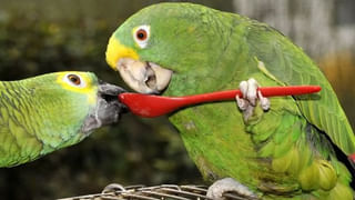 Mahalaya Amavasya: రేపే మహాలయ అమావాస్య వీటిని దానం చేయండి.. పేదరికం, అనారోగ్యం తొలగిపోతుంది..