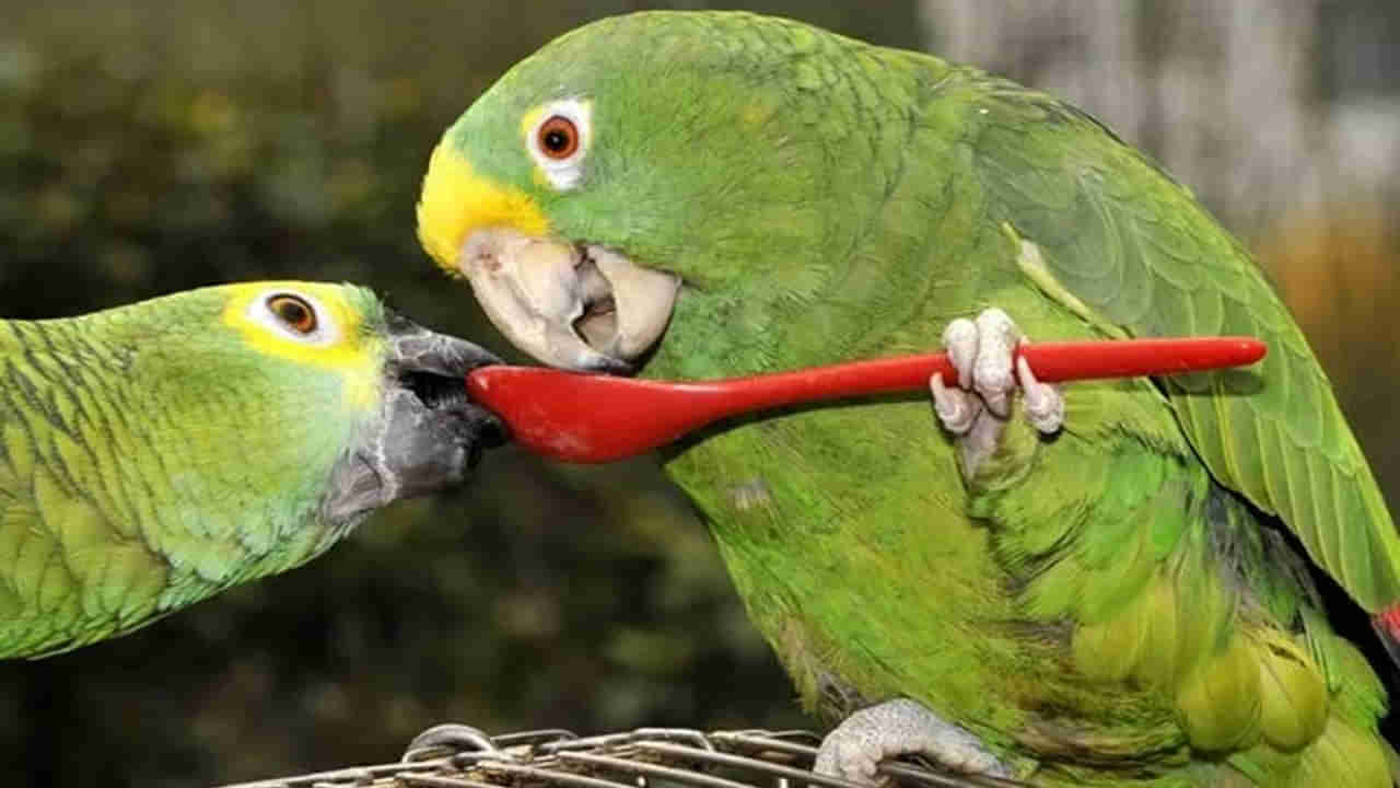 Vastu Tips: ఇంట్లో రామ చిలుకను పెంచుకుంటున్నారా..! శుభమో? అశుభమో? తెలుసుకోండి..