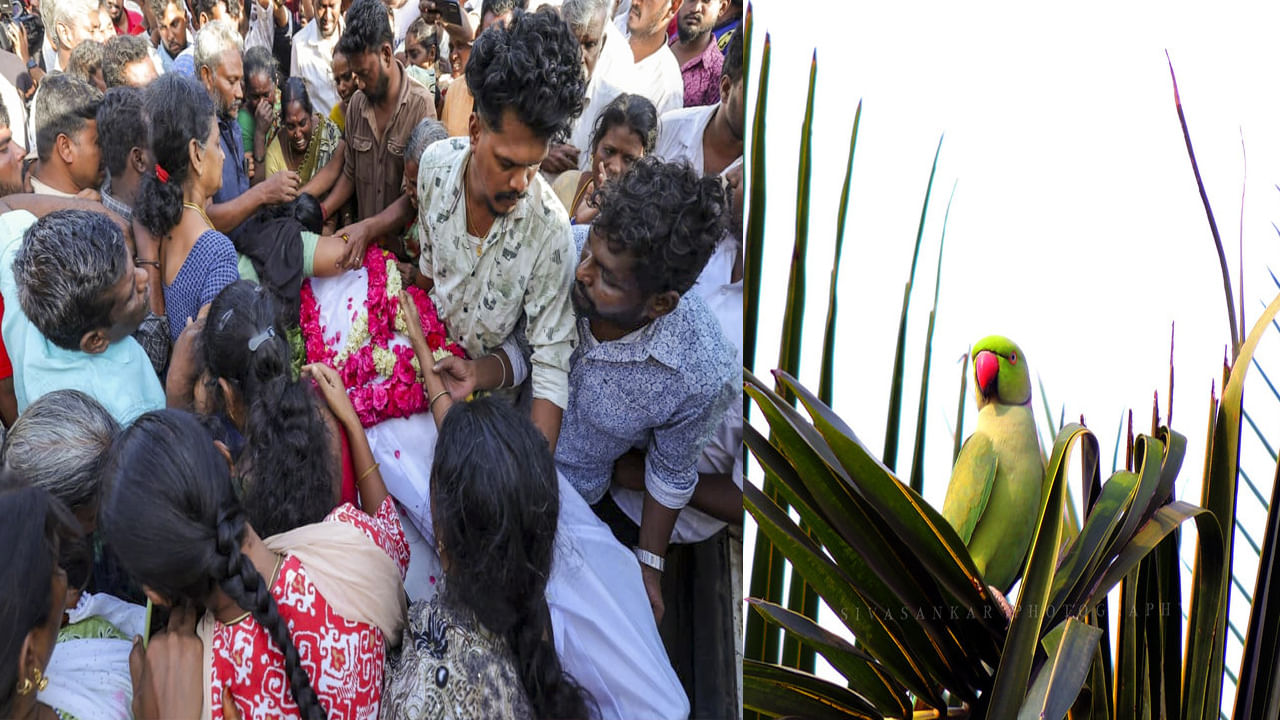 రామ చిలుకని పట్టుకోవాలనుకుని ప్రాణాలు పోగొట్టుకున్న 12 ఏళ్ల బాలుడు