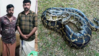 Viral: పక్కనే నోరూరించే లేగ దూడ.. అయినా పంజా విసరని చిరుత.. అక్కడే కూర్చుని